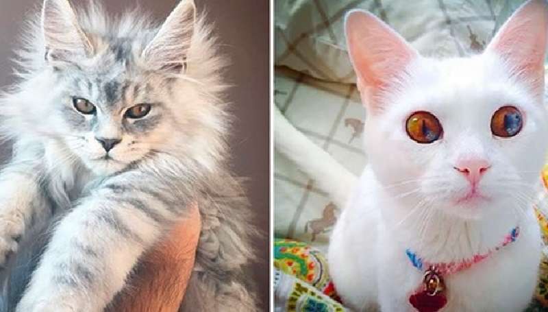 Le 10 razze di gatti più belle del nostro pianeta