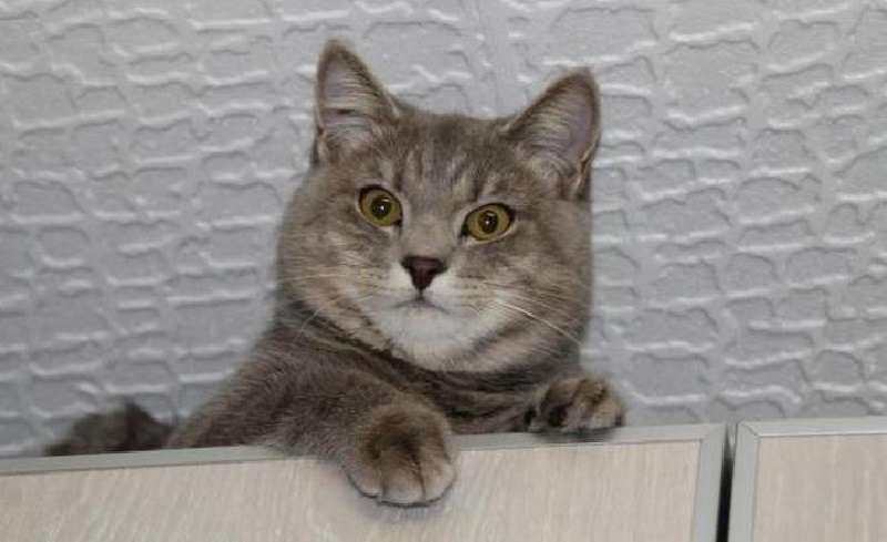 I proprietari diedero il gatto in buone mani e due anni dopo tornò da loro