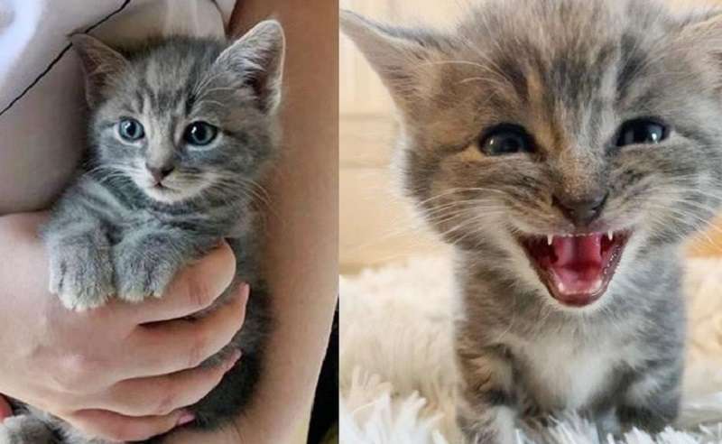 Sembrava che un uccellino cinguettasse, ma questo gattino era seduto e piangeva in giardino tutto solo