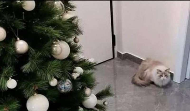 La ragazza ha inventato un modo insolito per proteggere l'albero di Natale dal gatto
