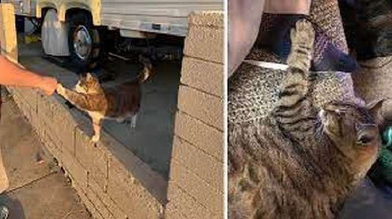 Lacrime di tenerezza: 17 foto di toccanti supporti di animali