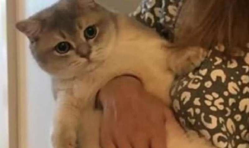 Gli utenti dei social media non riescono ancora a capire il segreto della foto con il “gatto che perde”