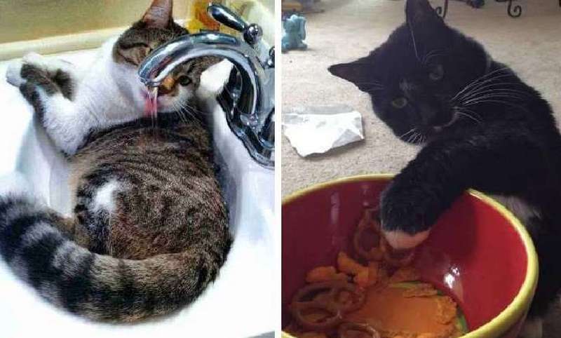 12 segni che il tuo gatto ha preso il controllo della tua casa