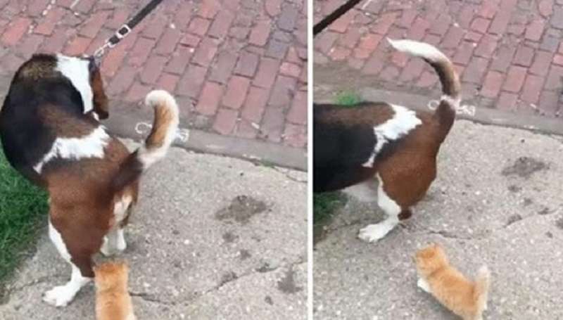Un uomo con un cane che ha dato una casa al loro gattino senzatetto che non aveva paura