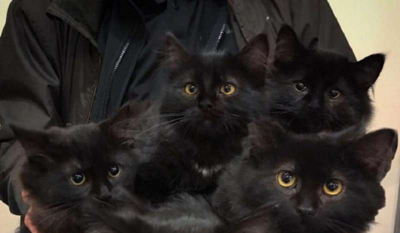 La gatta senzatetto ha inequivocabilmente determinato a chi affidare i suoi gattini