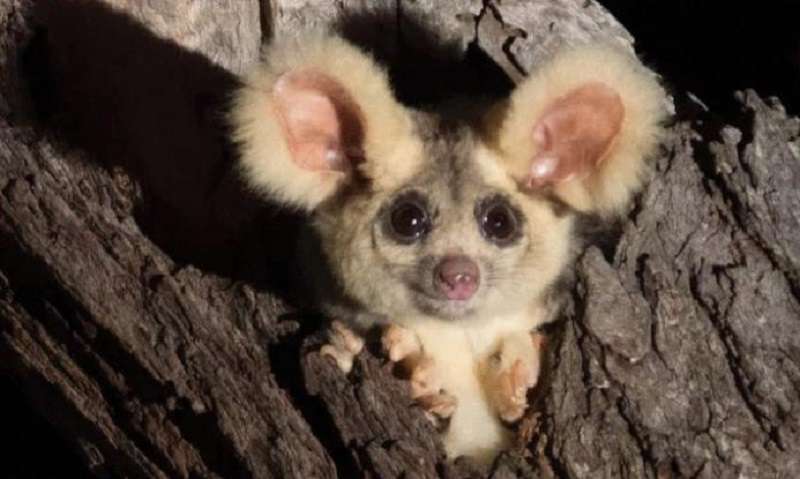 Adorabili orecchie pelose trovate in Australia
