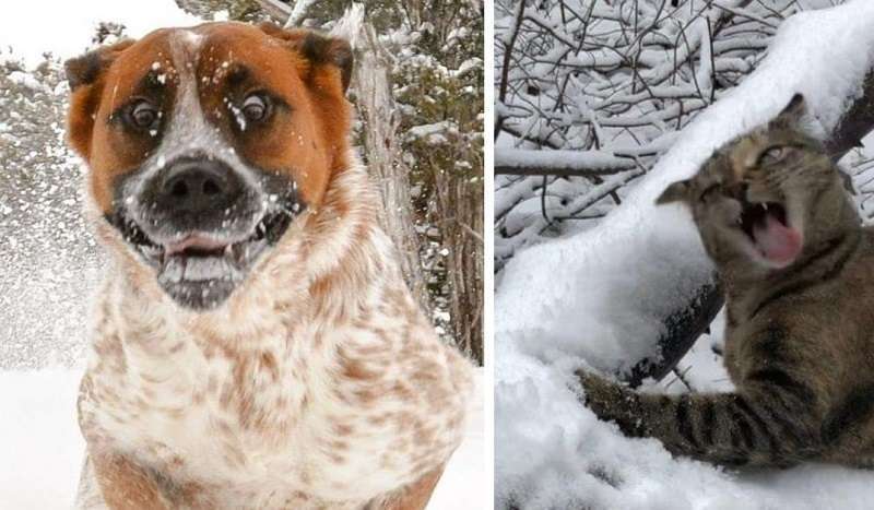Con la prima neve! 15 foto di animali domestici in questo momento