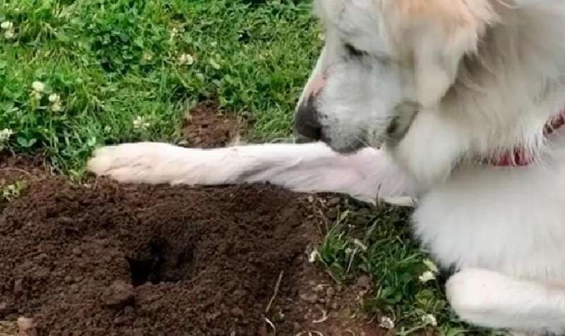 Per i proprietari era un mistero il motivo per cui il cane si siede sempre vicino alla fossa