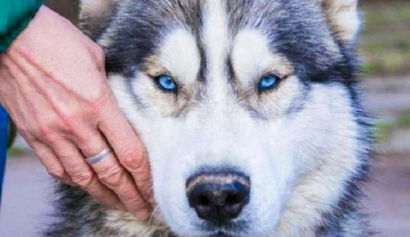 Il cane è rimasto deluso dai proprietari ed è venuto al canile