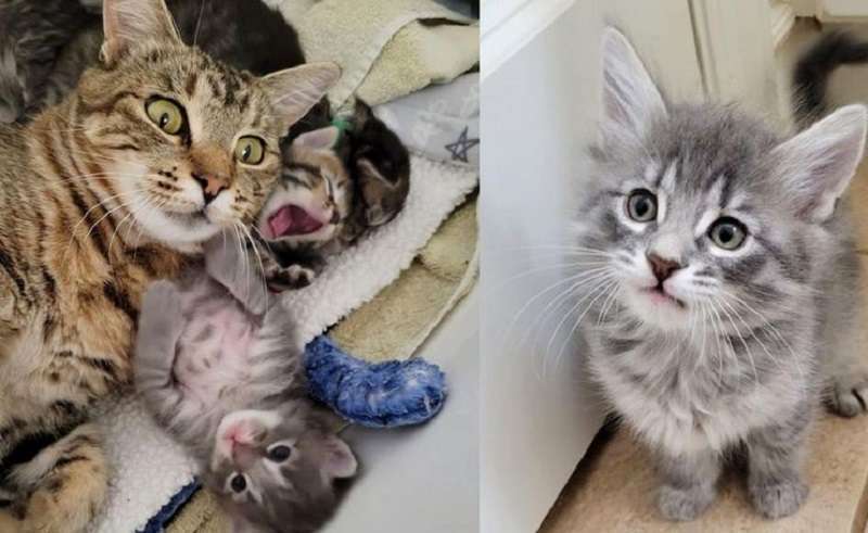 Un gatto di nome Sua Maestà cambia il suo destino, e accanto alla sua fedele figlia