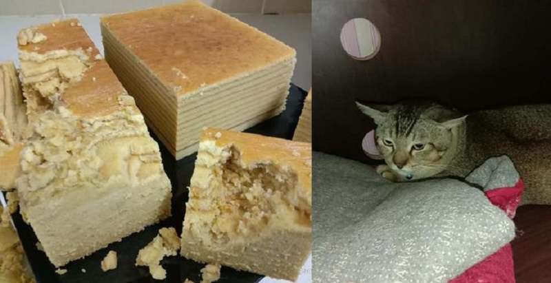 Il gatto ha mangiato una torta fatta su misura e ha glorificato la padrona di casa