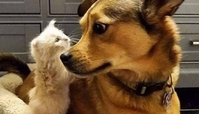 Inaspettatamente per se stesso, il cane è diventato un “genitore adottivo”. E tutto perché non riusciva a superare i gattini minuscoli.