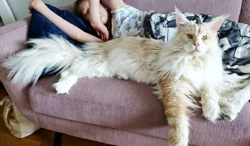 15 conferme che c'è una sorta di magia inspiegabile nei Maine Coon