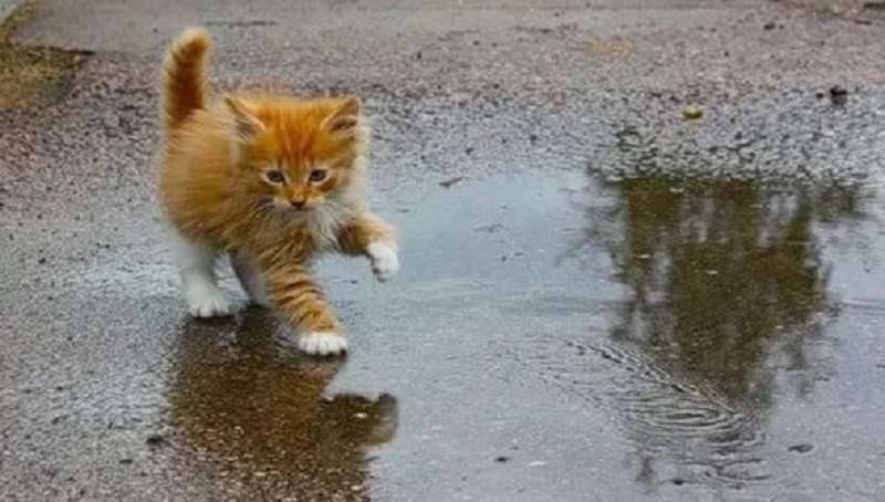 Come sono diventato il proprietario di un gatto di lusso