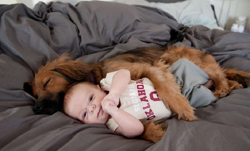 Cani che adorano la loro gente. Amore infinito per i proprietari nella foto