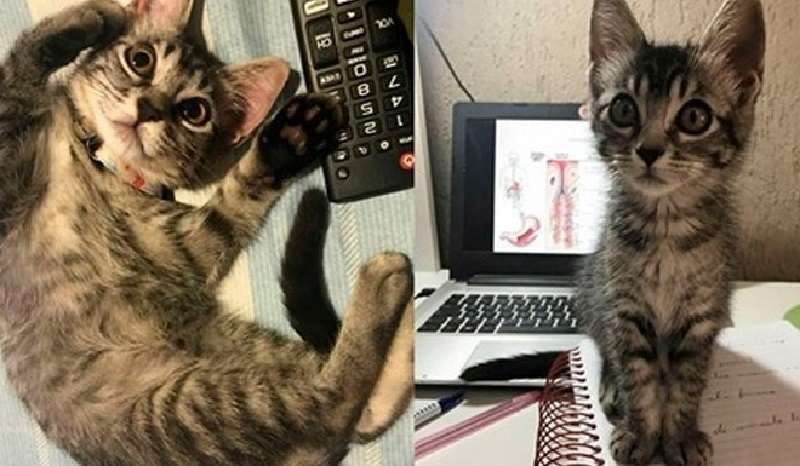 “Niente gatti in casa nostra! E due giorni per prenderti cura di lui”, disse mia madre quando vide il gattino. E come è finito tutto