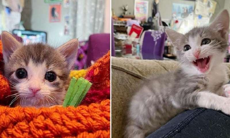Il gattino goffo si alza sulle zampe e cammina di nuovo, a costo di uno sforzo determinato