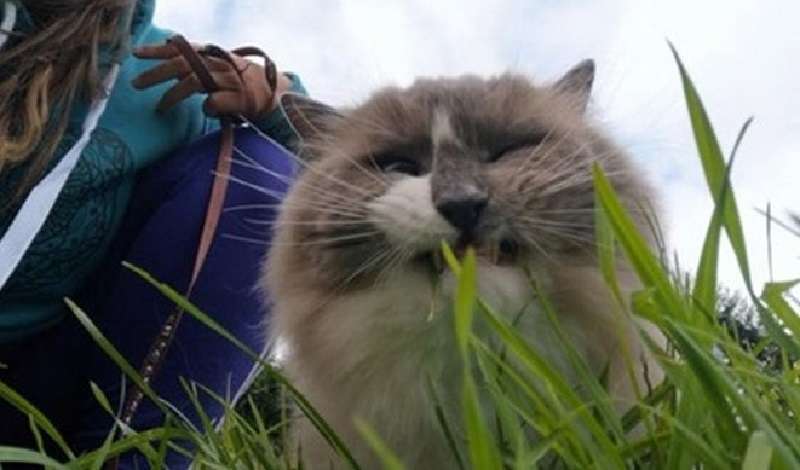 12 gatti che sono abbastanza difficili da definire carini
