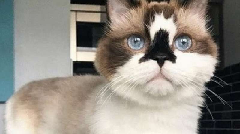 8 razze di gatti considerate le più piccole al mondo