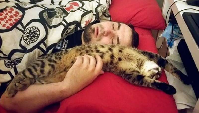 Persone che hanno detto che non sopportano i gatti – 15 foto più carine