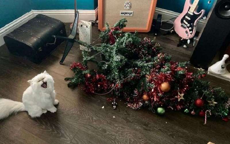 10 foto di animali a cui non piace affatto il Natale