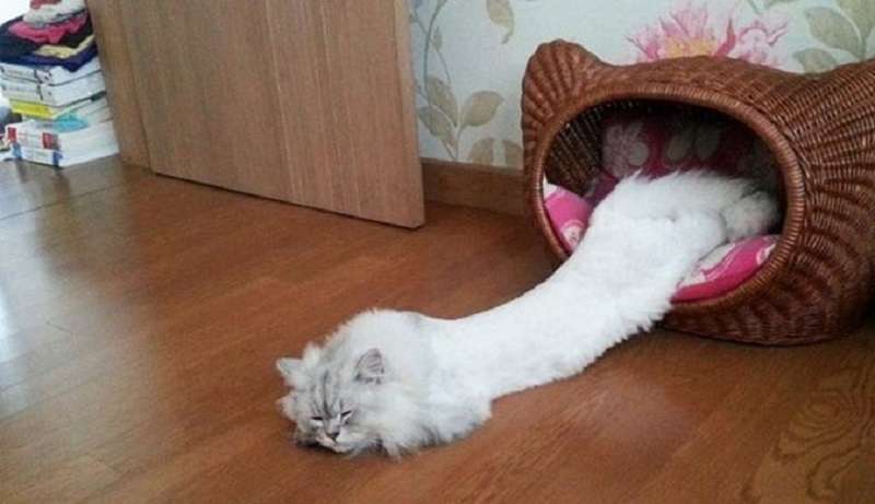 15 prove che tutti i gatti sono un po' liquidi e possono fuoriuscire ovunque
