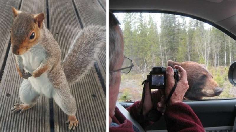 15 casi in cui gli animali hanno deciso di visitare le persone e ricordare che la natura è più vicina di quanto pensiamo