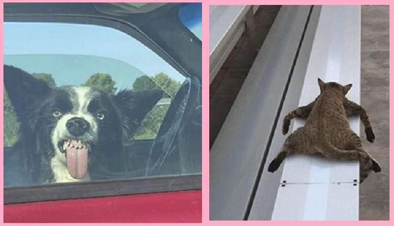 Un sorriso involontario alla vista di questi 12 animali