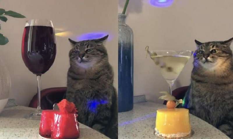 Britney Spears ha pubblicato sul suo Instagram il gatto ucraino Stepan