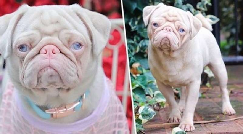 12 splendidi animali che la natura ha generosamente dipinto di bianco