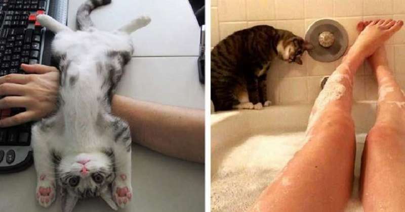 Questi gatti non sanno cosa sia lo spazio personale.