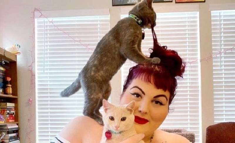 12 Cat Insolents spiegano alle persone chi è il capo della casa