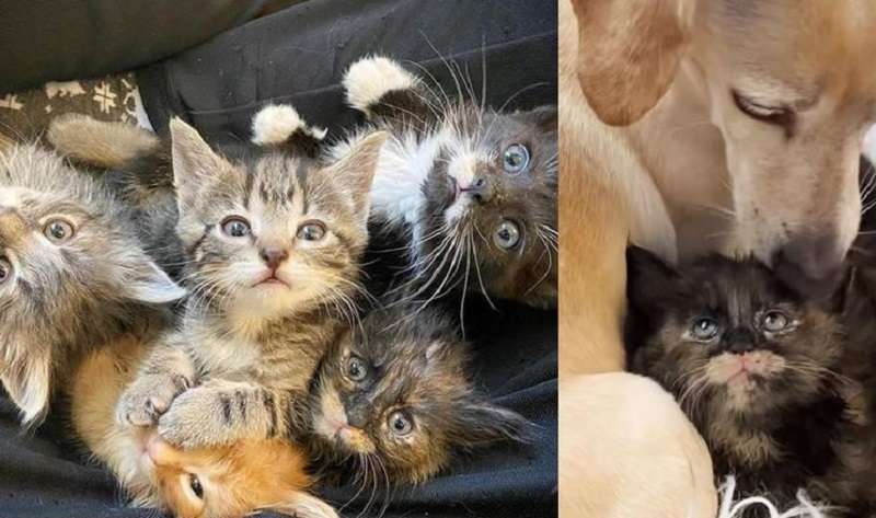 Cinque gattini desideravano ardentemente la loro madre fino a quando non si innamorarono di un cane gentile…