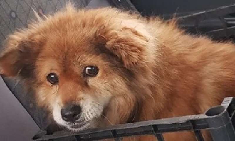 Un cagnolino aspettava aiuto da diversi giorni in un fosso dal quale non poteva uscire