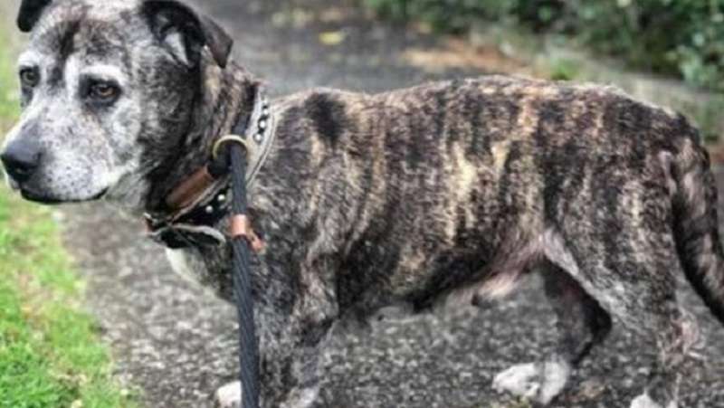 Il piccolo cane triste ha perso la sua famiglia e spera di essere amato di nuovo!