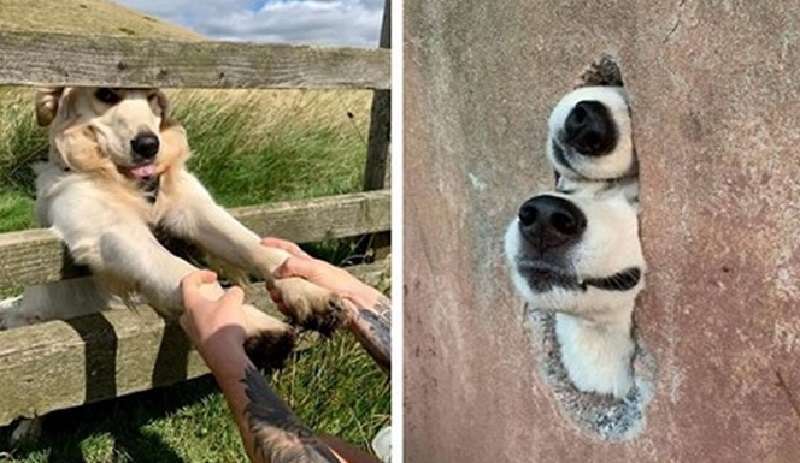 12 incontri divertenti e insoliti con divertenti cani da guardia!