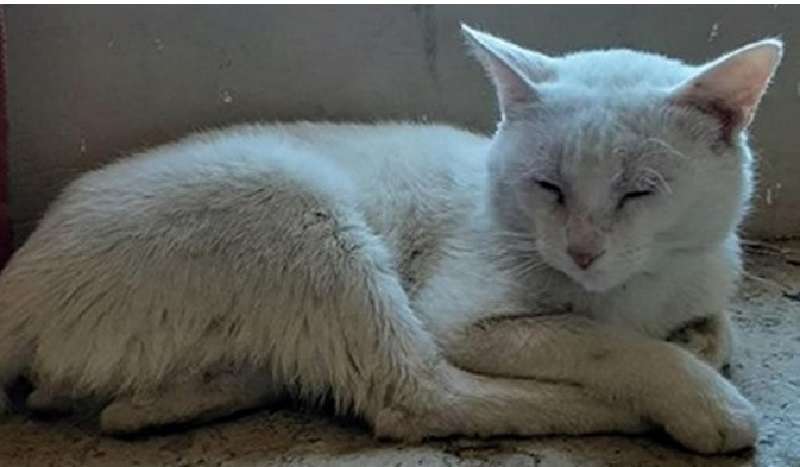 Un gatto senzatetto ha implorato i passanti di comprargli da mangiare, ma è stato più fortunato