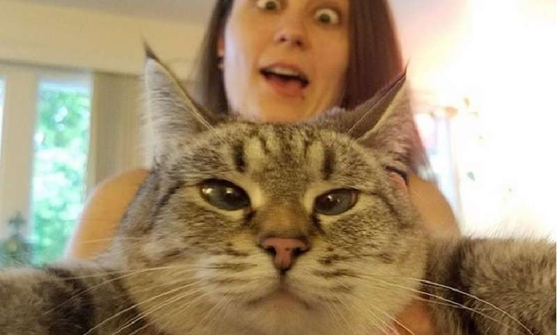 I 15 migliori gatti che odiano assolutamente i selfie