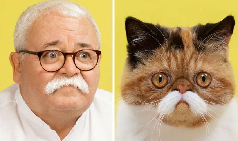 Il fotografo ha dimostrato che i gatti hanno dei doppelganger tra le persone. E viceversa.