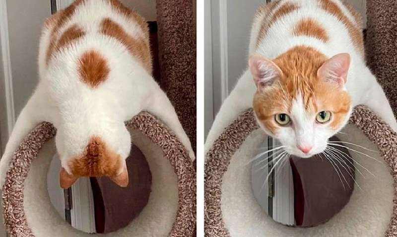 La fisica fuma nervosamente in disparte: i gatti violano tutte le sue leggi. 15 foto