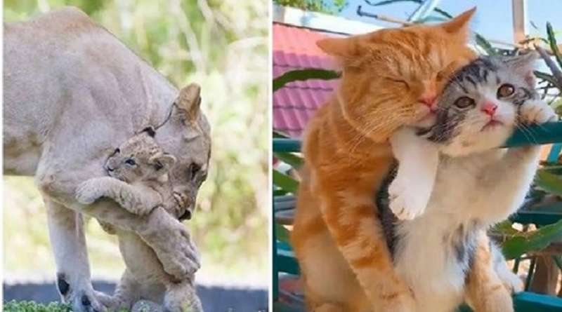 Immagini toccanti di dolci abbracci di animali