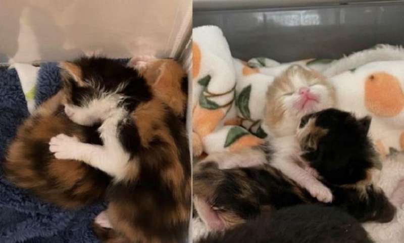 La gattina ha aperto gli occhi più tardi di tutti gli altri, ma c'è abbastanza sfacciataggine in lei per tre: la gattina Anna