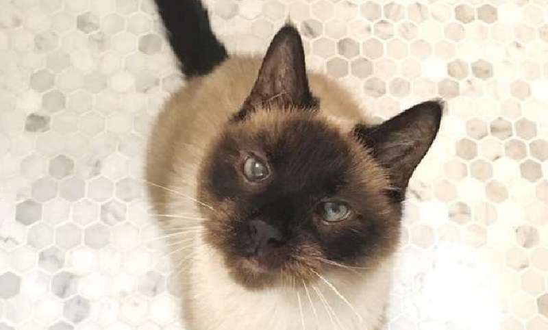 “Devo darti il gatto”: una donna che piangeva è stata costretta a separarsi da un vecchio animale domestico