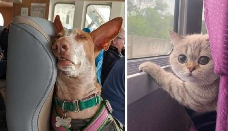 15 casi in cui i compagni di viaggio a quattro zampe hanno esultato e deliziato tutti