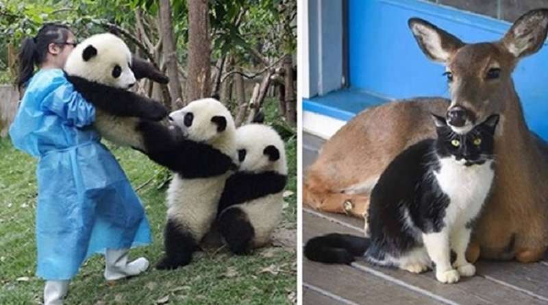 15 esempi di amicizia disinteressata e forte tra animali diversi