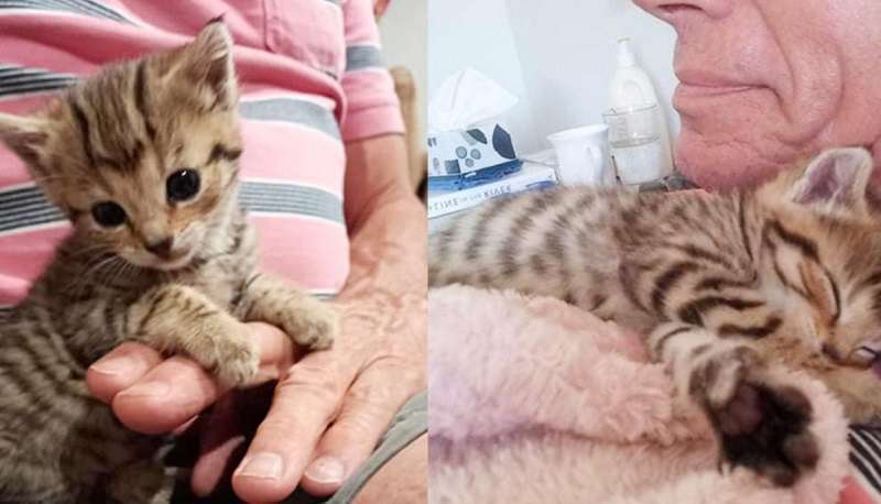 Il gattino è stato prelevato nel parco nazionale e non vuole vivere da solo per un'altra ora
