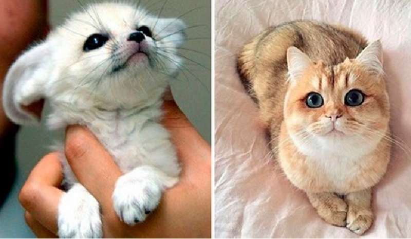 Cuties of the animal world – 12 foto per tirarti su il morale