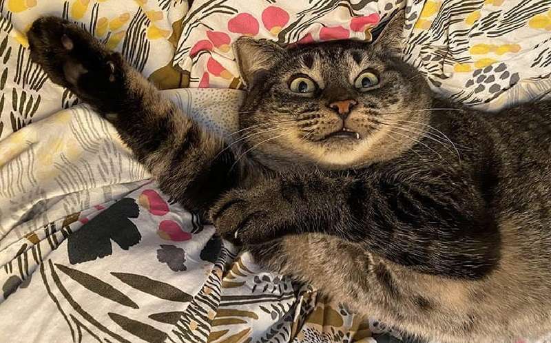 Emozioni oltre il limite – 15 foto di animali molto artistici