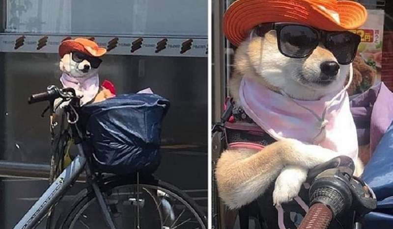 15 cagnolini che amano viaggiare in borsa
