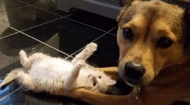 Il cane non poteva passare accanto ai gattini, che sono stati abbandonati dai proprietari negligenti. Ora sta provando un nuovo ruolo: papà adottivo